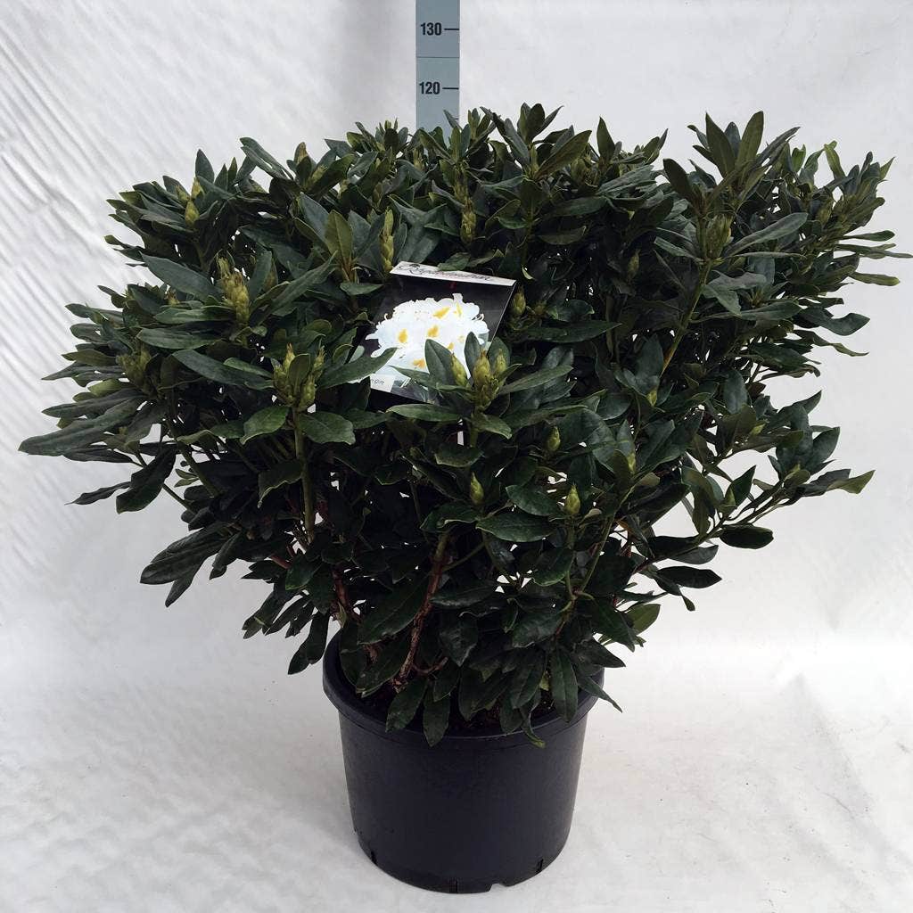  Rhododendron (Rhododendron 'Madame Masson')
