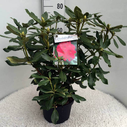  Rhododendron (Rhododendron 'Nova Zembla')