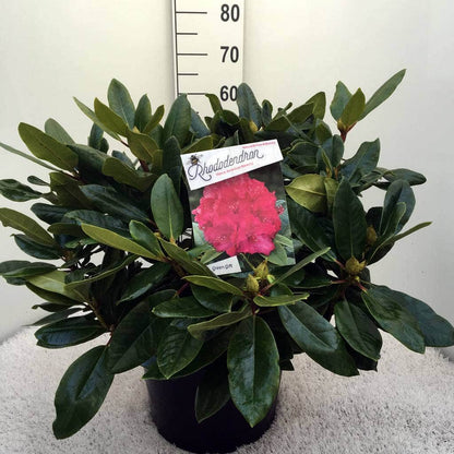  Rhododendron (Rhododendron 'American Beauty')