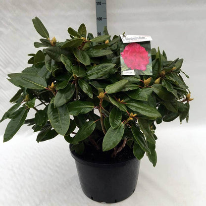  Rhododendron (Rhododendron 'American Beauty')