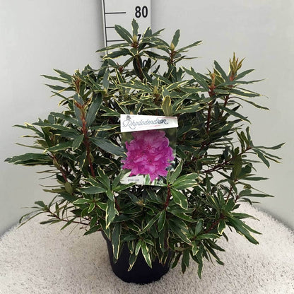  Bosrhododendron (Rhododendron Ponticum 'Variegatum')