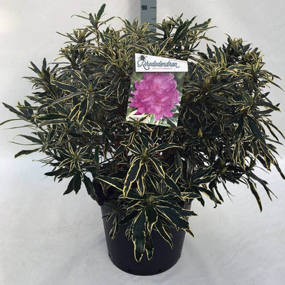  Bosrhododendron (Rhododendron Ponticum 'Variegatum')