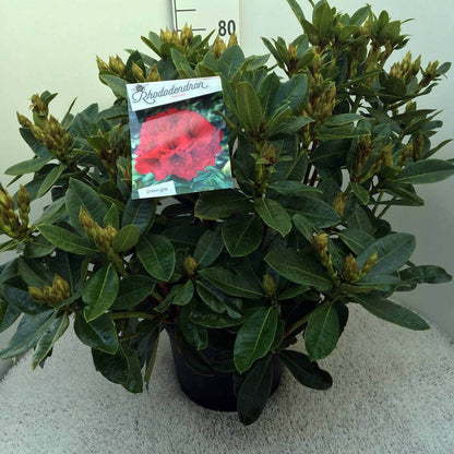  Rhododendron (Rhododendron 'Red Jack')