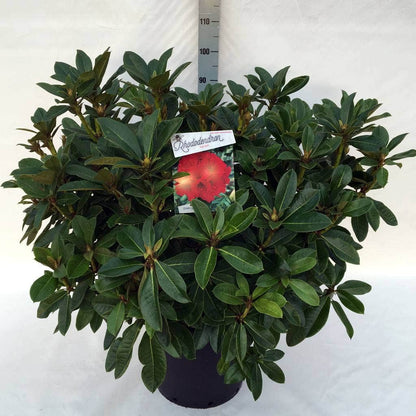  Rhododendron (Rhododendron 'Red Jack')