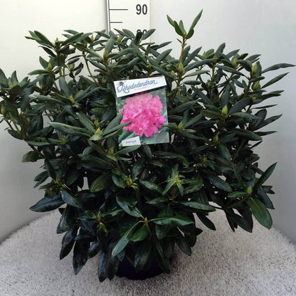  Rhododendron (Rhododendron 'Roseum Elegans')