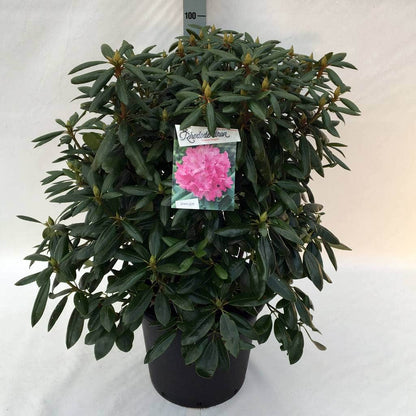  Rhododendron (Rhododendron 'Roseum Elegans')