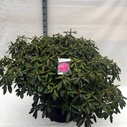  Rhododendron (Rhododendron 'Roseum Elegans')