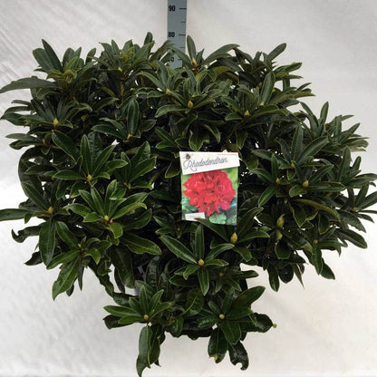  Rhododendron (Rhododendron 'Wilgen's Ruby')