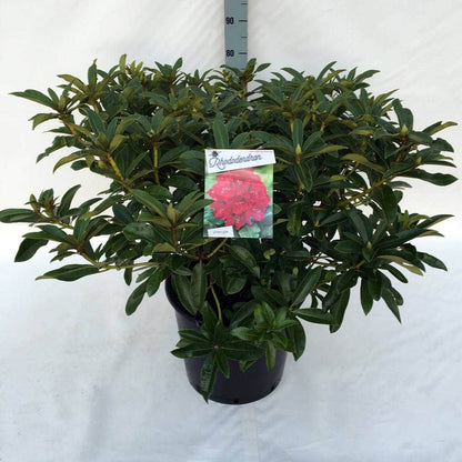  Rhododendron (Rhododendron 'Wilgen's Ruby')