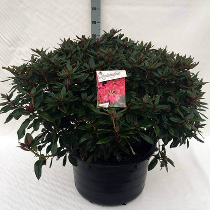  Rhododendron (Rhododendron 'Winsome')