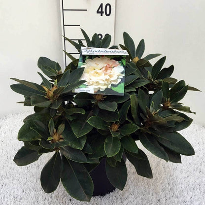  Dwergrhododendron (Rhododendron 'Golden Torch')