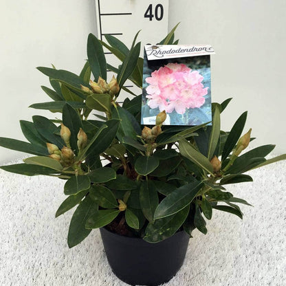  Rhododendron (Rhododendron 'Percy Wiseman')