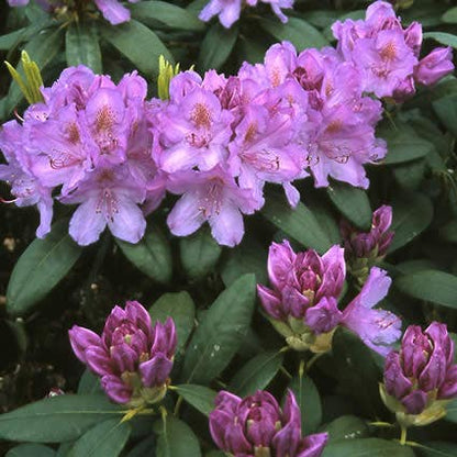  Rhododendron (Rhododendron Catawbiense 'Grandiflorum')
