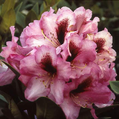  Rhododendron (Rhododendron 'Kokardia')