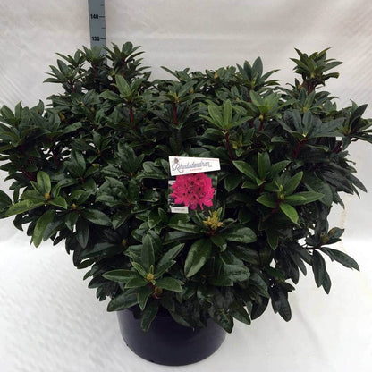  Rhododendron (Rhododendron 'Anah Kruschke')