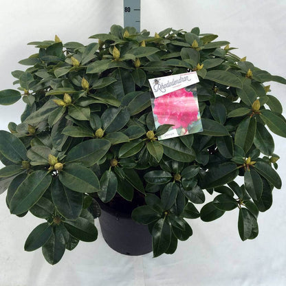  Rhododendron (Rhododendron 'Germania')