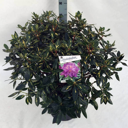  Rhododendron (Rhododendron 'Goldflimmer')
