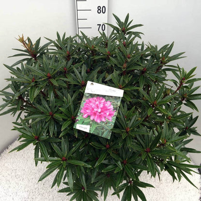  Rhododendron (Rhododendron 'Graziella')