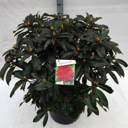  Rhododendron (Rhododendron 'Halfdan Lem')