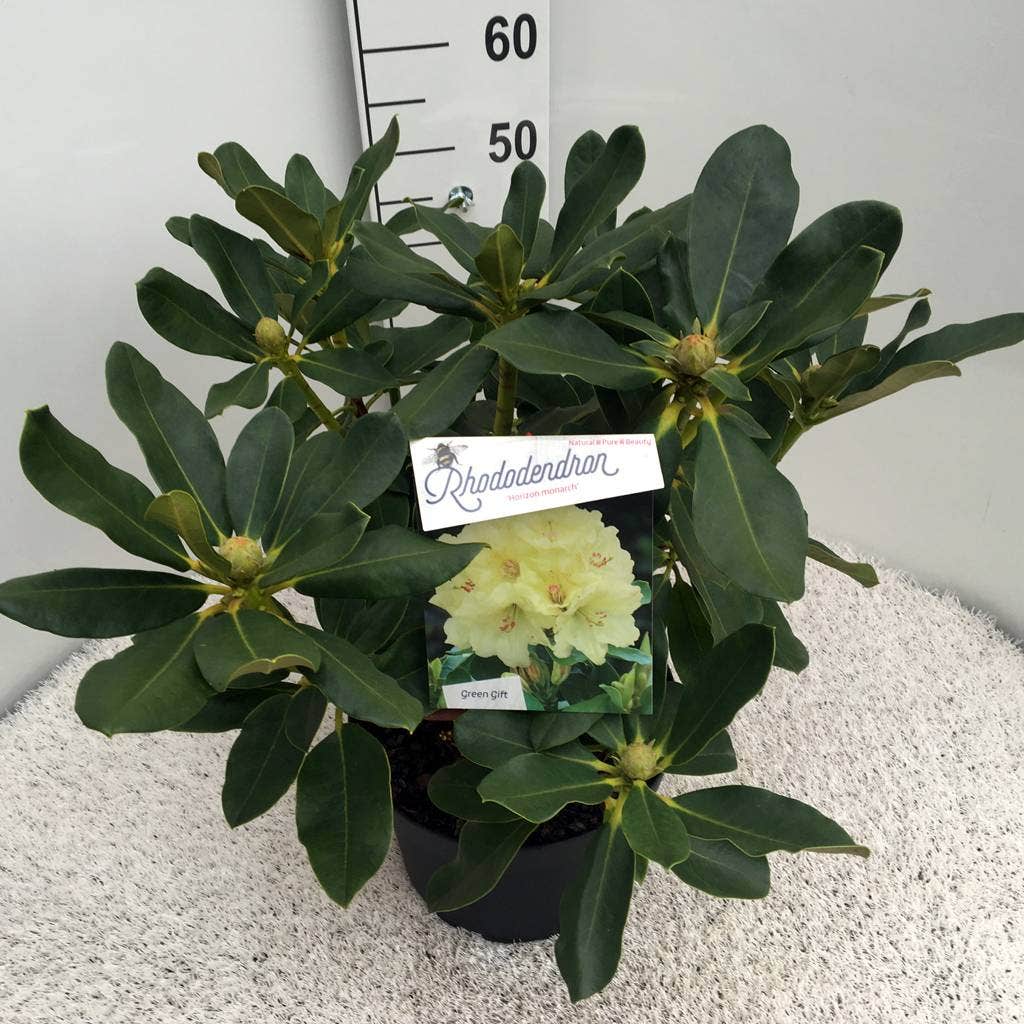  Rhododendron (Rhododendron 'Horizon Monarch')