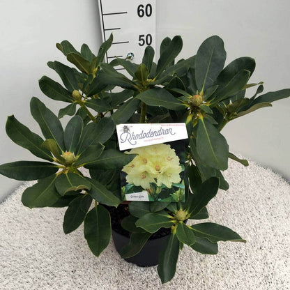  Rhododendron (Rhododendron 'Horizon Monarch')