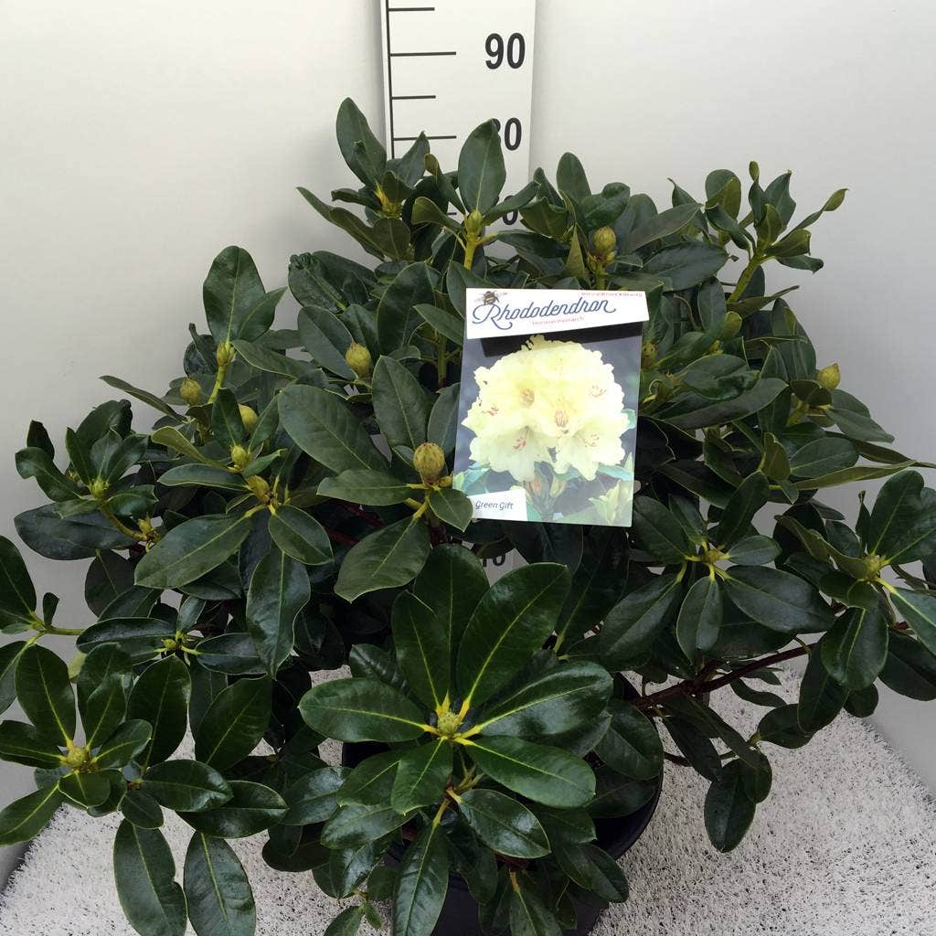  Rhododendron (Rhododendron 'Horizon Monarch')