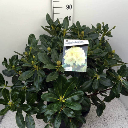  Rhododendron (Rhododendron 'Horizon Monarch')
