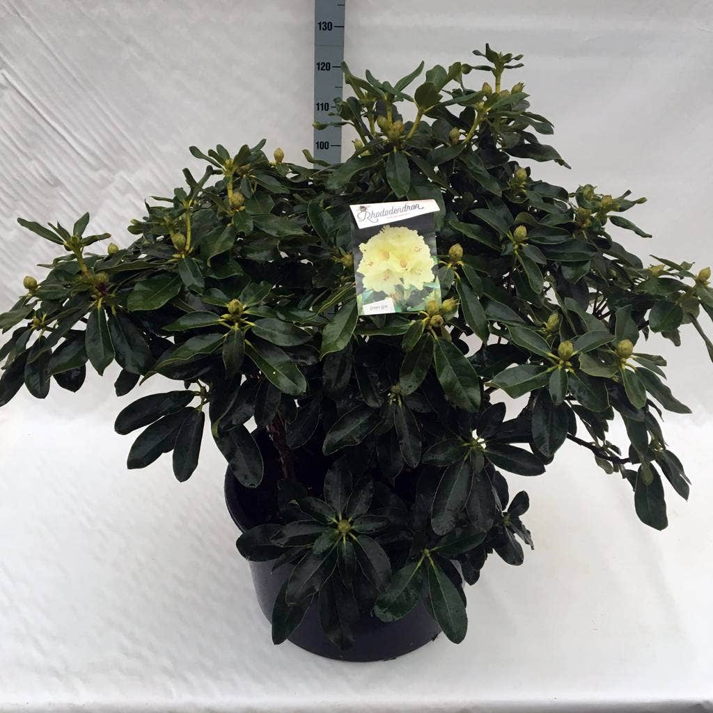  Rhododendron (Rhododendron 'Horizon Monarch')