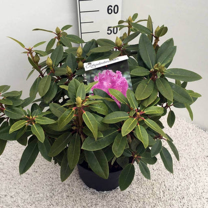  Rhododendron (Rhododendron 'Kokardia')