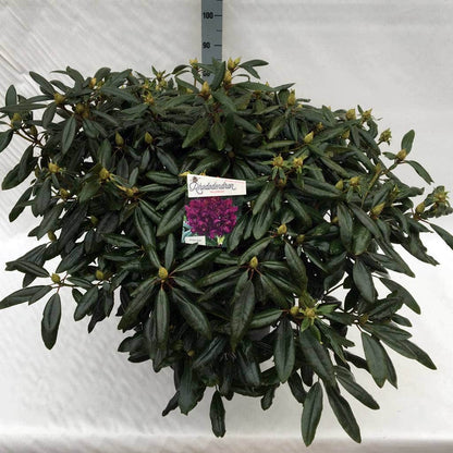  Rhododendron (Rhododendron 'Marcel Menard')
