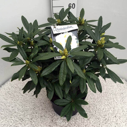  Rhododendron (Rhododendron 'Madame Masson')