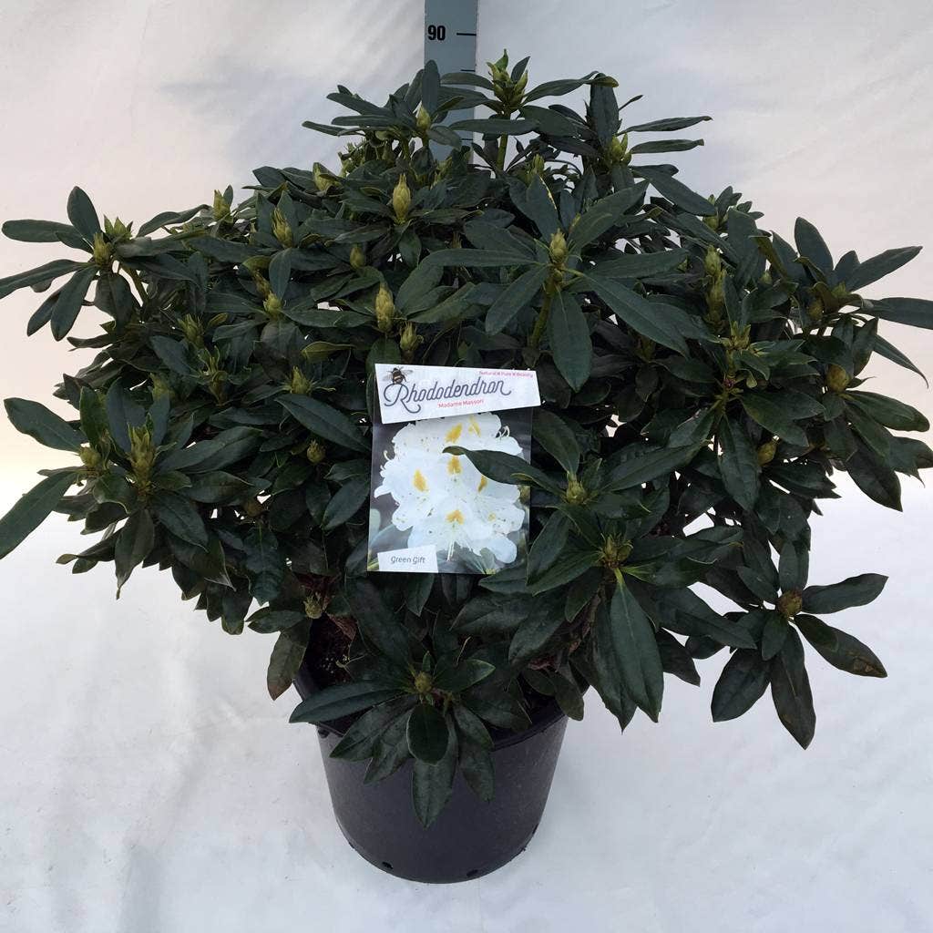  Rhododendron (Rhododendron 'Madame Masson')