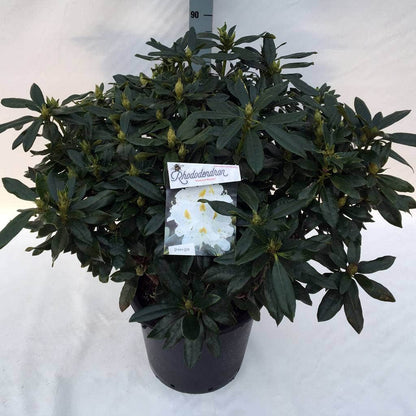  Rhododendron (Rhododendron 'Madame Masson')