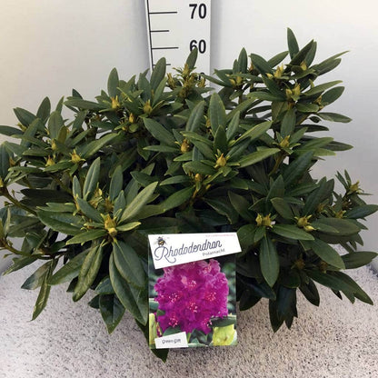  Rhododendron (Rhododendron 'Polarnacht')