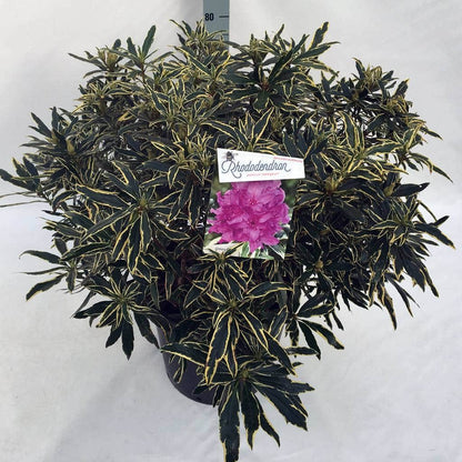  Bosrhododendron (Rhododendron Ponticum 'Variegatum')