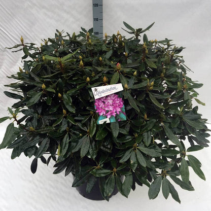  Bosrhododendron (Rhododendron Ponticum 'Roseum')