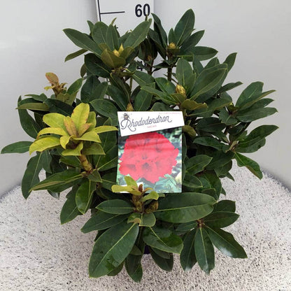  Rhododendron (Rhododendron 'Red Jack')