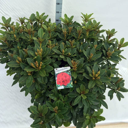  Rhododendron (Rhododendron 'Red Jack')