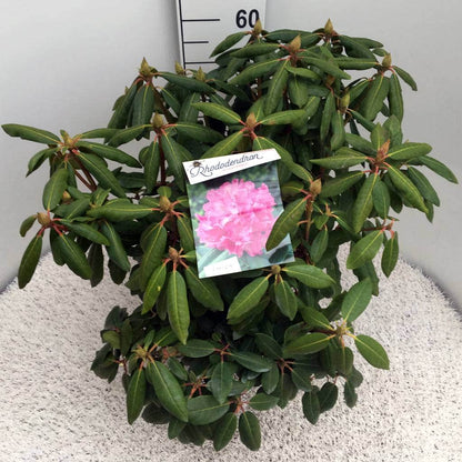  Rhododendron (Rhododendron 'Roseum Elegans')