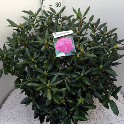  Rhododendron (Rhododendron 'Roseum Elegans')