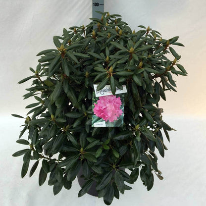  Rhododendron (Rhododendron 'Roseum Elegans')
