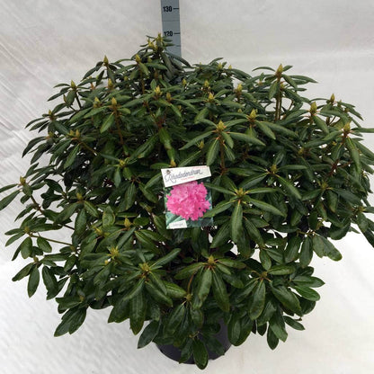  Rhododendron (Rhododendron 'Roseum Elegans')