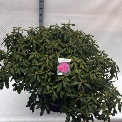  Rhododendron (Rhododendron 'Roseum Elegans')