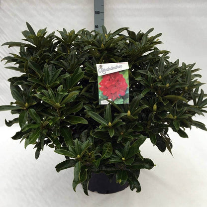  Rhododendron (Rhododendron 'Wilgen's Ruby')