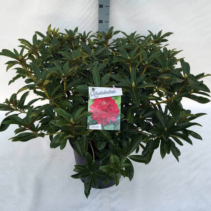  Rhododendron (Rhododendron 'Wilgen's Ruby')