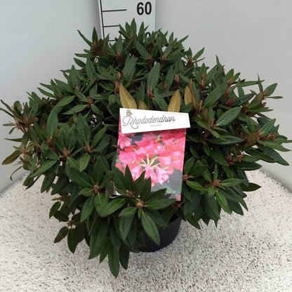  Rhododendron (Rhododendron 'Winsome')