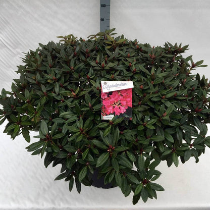  Rhododendron (Rhododendron 'Winsome')