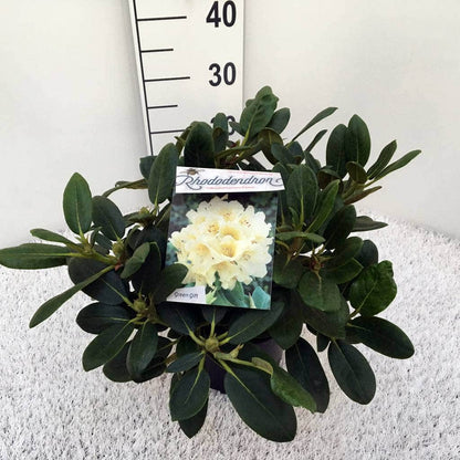  Rhododendron (Rhododendron 'Flava')