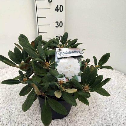  Dwergrhododendron (Rhododendron 'Porzellan')