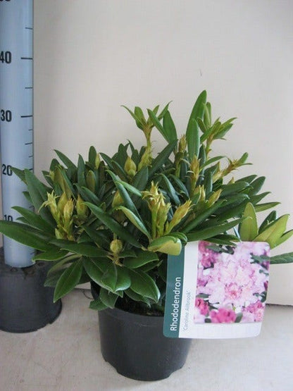  Dwergrhododendron (Rhododendron 'Caroline Allbrook')